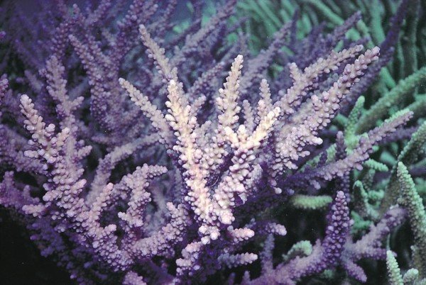 albums-qq21-voas7-acropora_tortuosa_zpsl0qdlim3.jpg