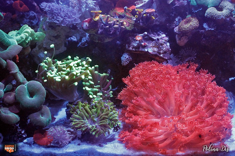 reef-03-08-022-031.jpg