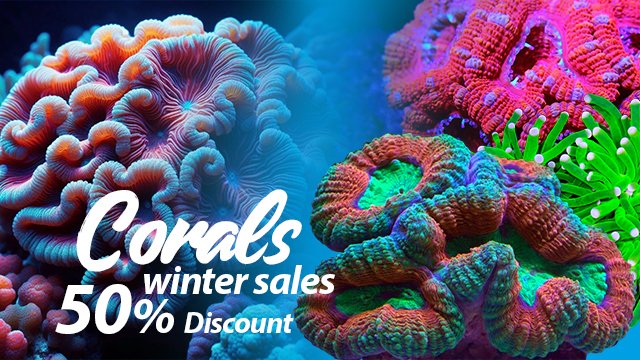 corals winter sales (1).jpg