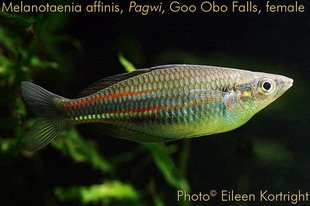 Melanotaenia-Affinis-lk2puo.jpg