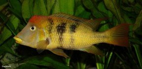 Geophagus-pellegrini-web-1-288x140.jpg