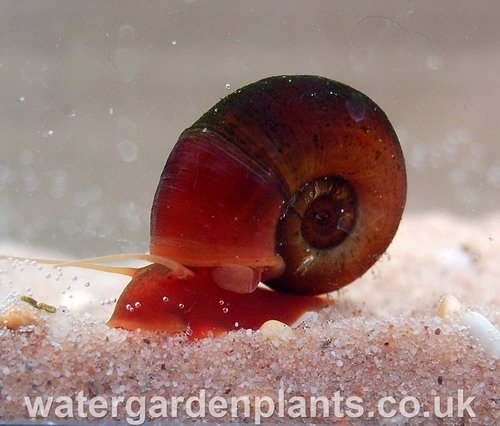 Planorbarius_corneus_Red_Great_Ramshorn_Snail_close_up.jpg