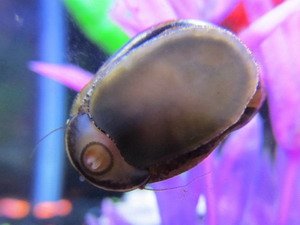 zebra_nerite_snail_by_koshplappit-d59xebm.jpg