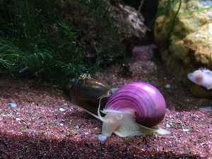 1d6ff1a812bdd4a487dc97bea145fbb2--snails.jpg