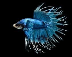 Crowntail.jpg