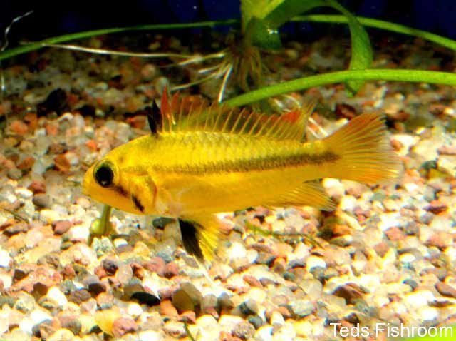 Apisto-cacatuoides-sunburst-female.jpg