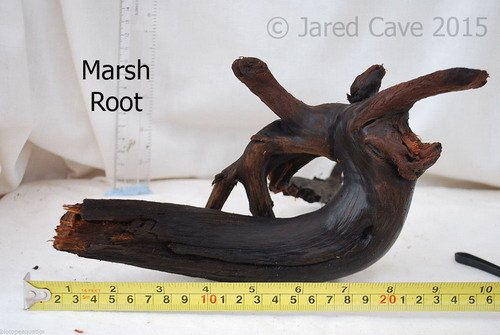 Marsh Root.jpg