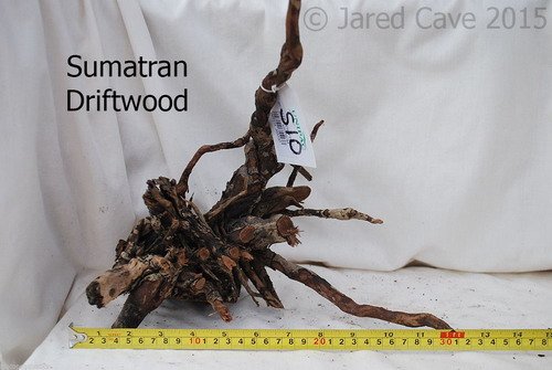 sumatran driftwood.jpg