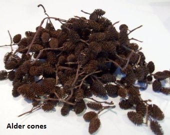 Alder-Cones-1.jpg