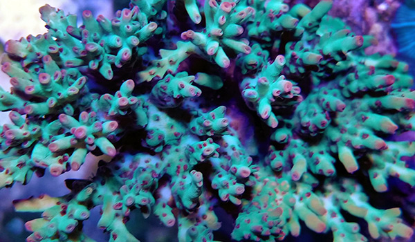 beginner_Acropora-microlados.jpg