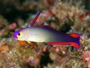 purplefirefish_1024x1024.jpg