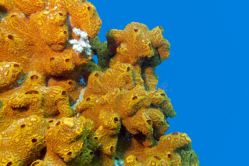 coral-reef-sea-sponge-isolated-blue-water-background-bottom-tropical-36015684.jpg