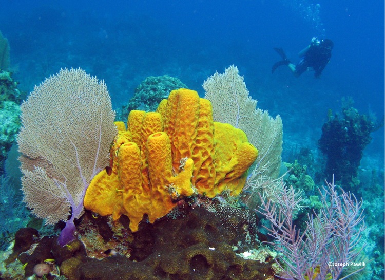 sponge+reef+scape_PawlikPhoto067_CREDIT.jpg