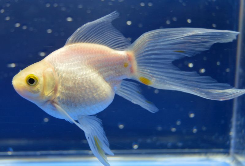 Nymph-Goldfish.jpg