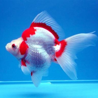 Ryukin-Goldfish.jpg