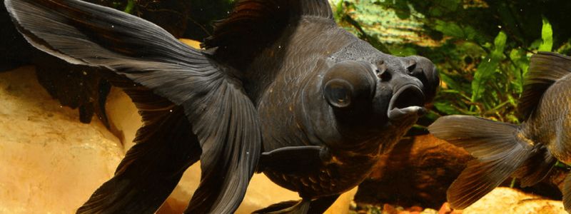 black-moor-goldfish-in-aqua-3.jpg