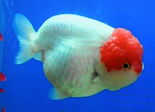lionhead-goldfish.jpg