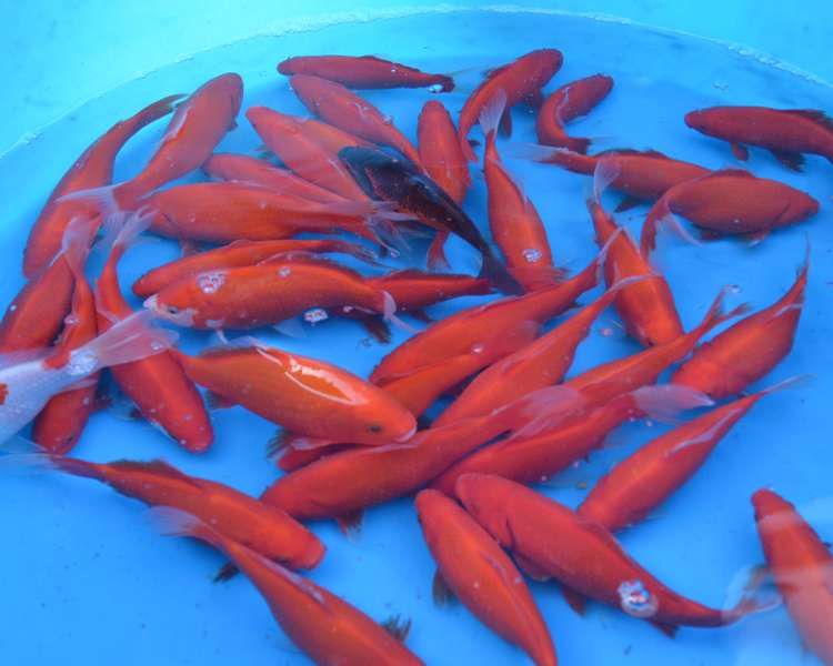 Red Goldfish.jpg