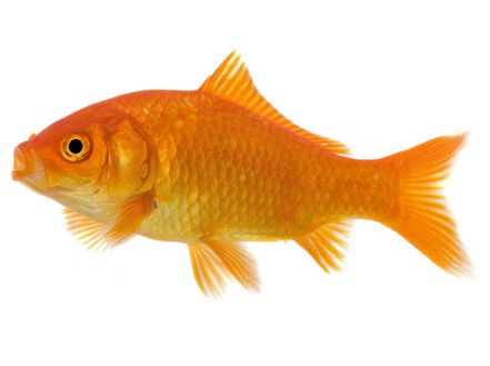 orange goldfish.jpg