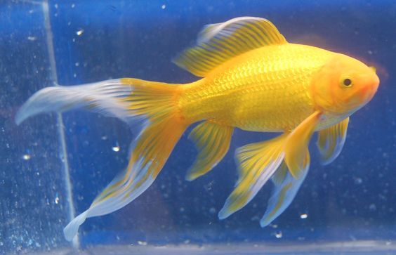 yellow-goldfish.jpg