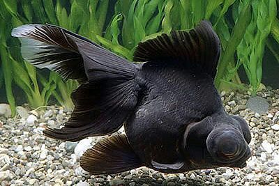 black-goldfish-500x500.jpg
