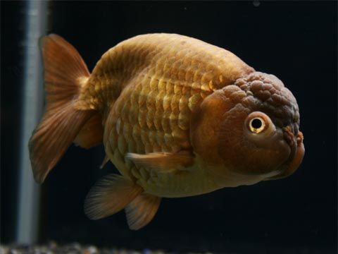 brown -lionhead-goldfish-goldfish.jpg