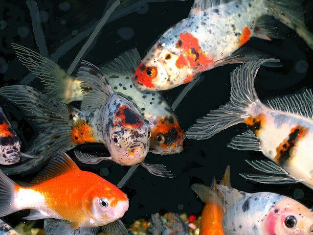 shubunkin-pond-goldfish.jpg