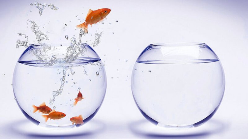aquarium-water-change-fish.jpg