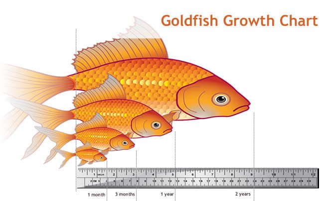 goldfish_size_chart.jpg
