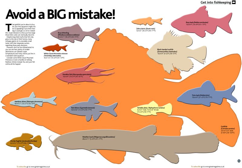 Goldfish-PFK_JULY13_Big-Mistakes-Goldie-infographic.jpg