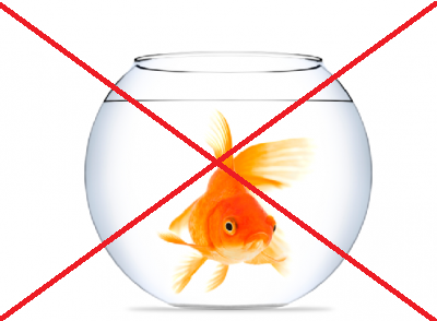 goldfish-400x294.png