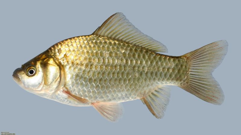 Carassius auratus Goldfish.jpg