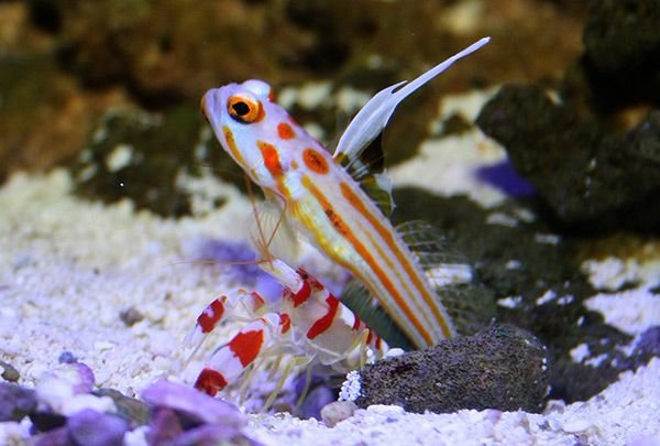 albums-qq21-voas7-yasha_white_ray_shrimp_goby_-_captive-bred_stonogobiops_yasha_2_zpsb2ggoe4x.jpg