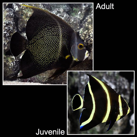 lg_73845_French_Angelfish.jpg