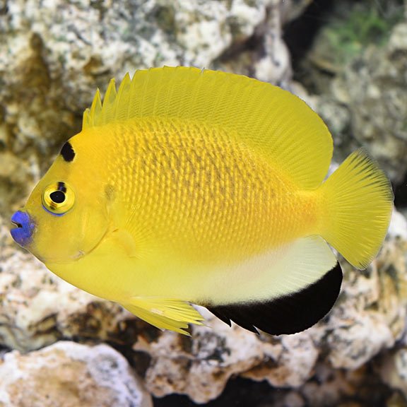 lg_66986_Flagfin_Angelfish.jpg