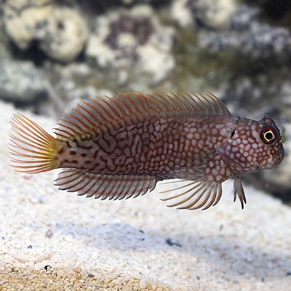 lg_39109_Ember_Blenny.jpg