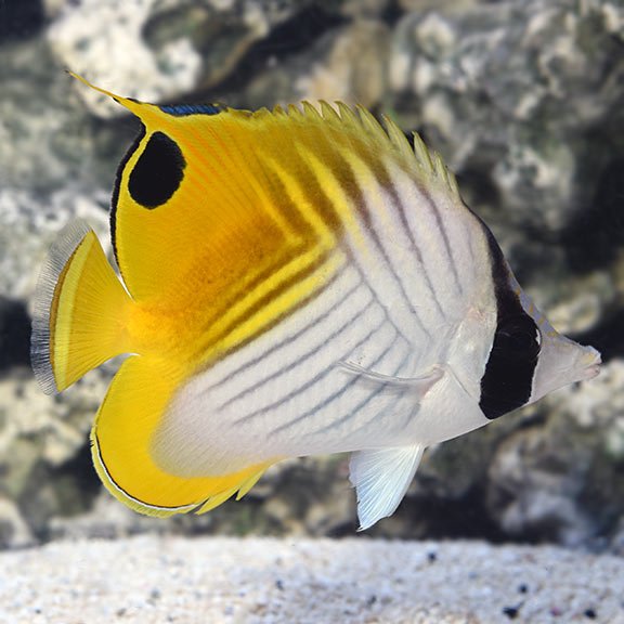 lg_67922_Auriga_Butterflyfish.jpg