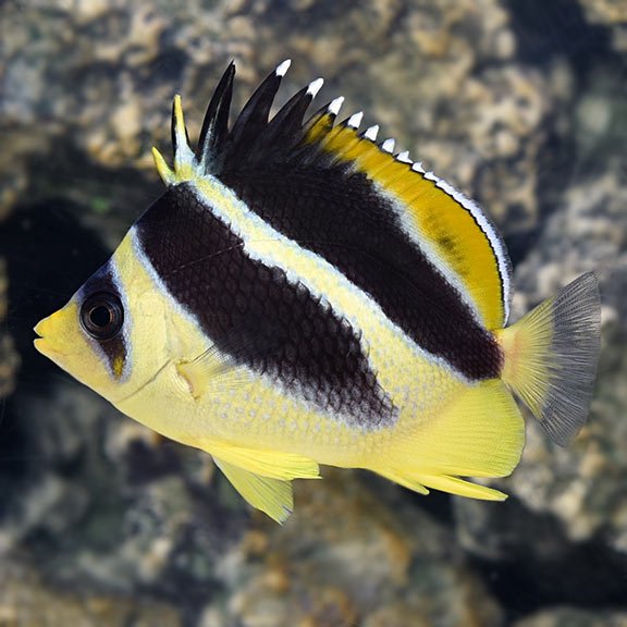 lg_78956_Mitratus_Butterflyfish.jpg