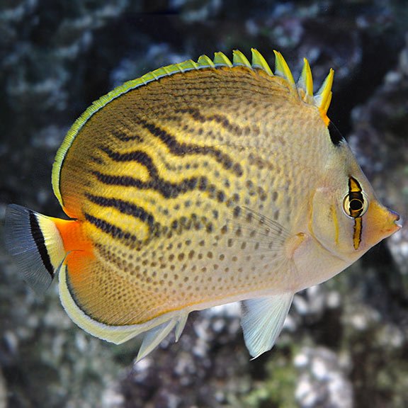 lg80095SunsetButterflyfish.jpg