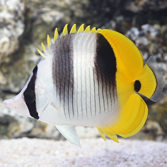 lg_68299_Double_Saddle_Butterflyfish.jpg