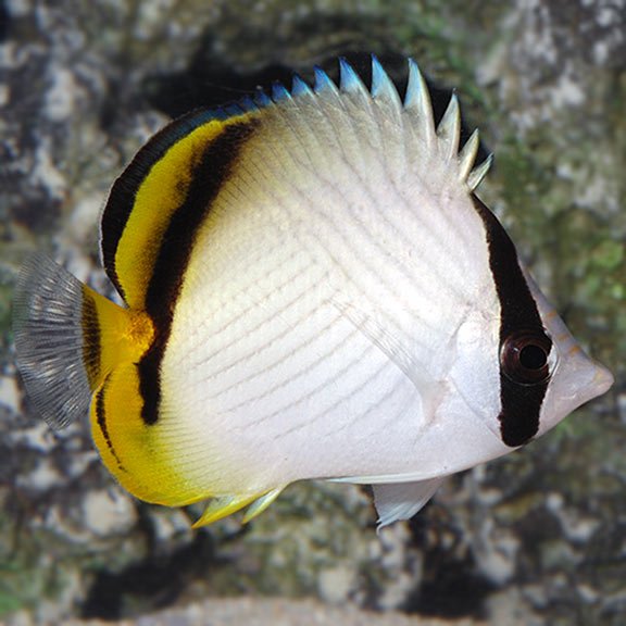 lg68962VagabondButterflyfish.jpg