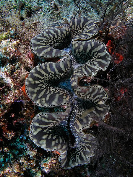 450px-Giant-clam-black-white-komodo.jpg
