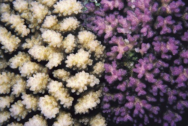 albums-qq21-voas7-pocillopora_damicornis_zpsgjxj8l4x.jpg