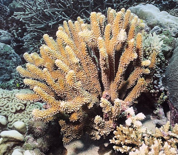 albums-qq21-voas7-pocillopora_indiania_zps8dusulvu.jpg