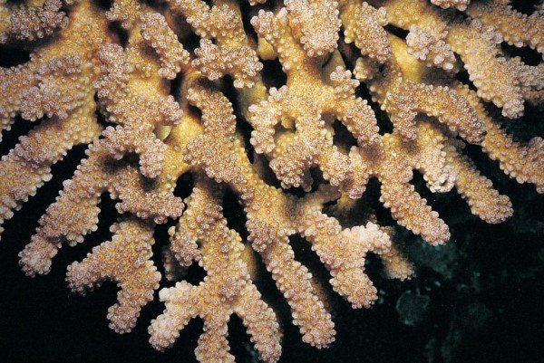 albums-qq21-voas7-pocillopora_kelleheri_zps1sqqij4i.jpg