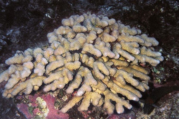 albums-qq21-voas7-pocillopora_molokensis_zpslgmyvt7x.jpg