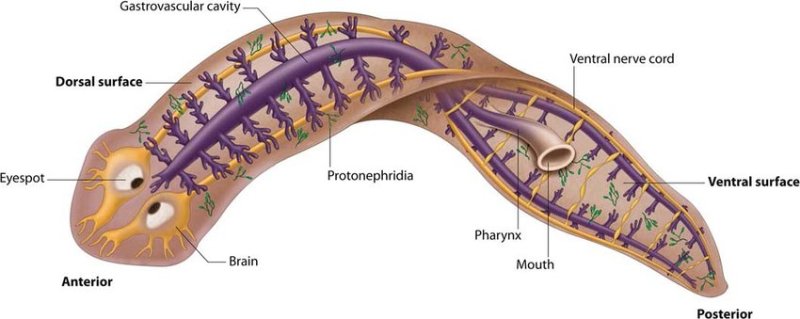 Generic-planarian-illustrating-external-and-internal-anatomy-The-eyes-mouth-pharynx.png.jpg