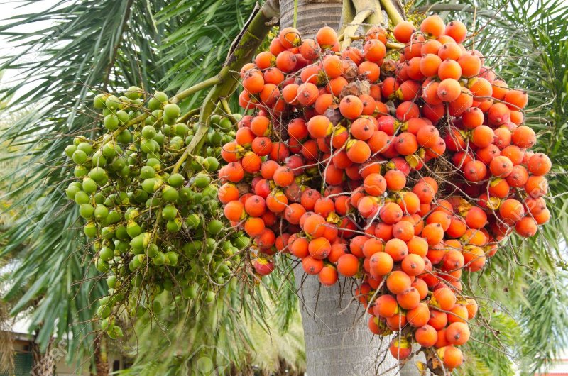 27628649-ripe-and-raw-betel-nut-or-areca-nut-palm-on-tree.jpg