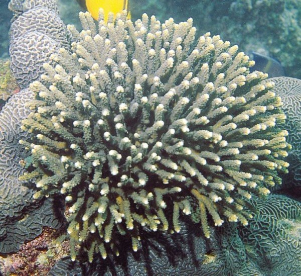 albums-qq21-voas7-acropora_arabensis_zpsj49xb4we.jpg