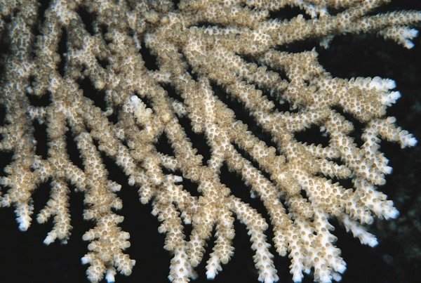 albums-qq21-voas7-acropora_bifurcata_zpsqvwzpjyz.jpg